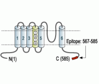Kv3.1b/KCNC1 Blocking Peptide