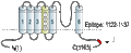 Anti-KCNH2 (erg1) Antibody