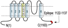 Anti-KCNH2 (erg1) Antibody
