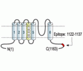 KCNH2/erg1 Blocking Peptide