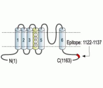KCNH2/erg1 Blocking Peptide