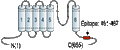 Anti-KV4.3 Antibody