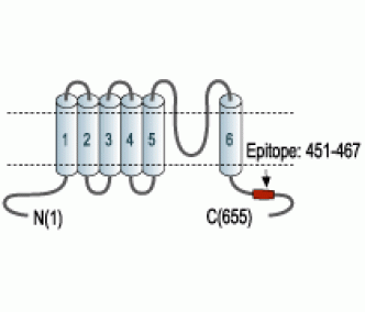 Kv4.3 Blocking Peptide