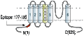 Anti-KCNC4 (KV3.4) Antibody