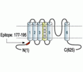KCNC4/Kv3.4 Blocking Peptide