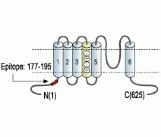 KCNC4/Kv3.4 Blocking Peptide
