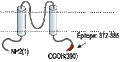 Anti-Kir6.2 Antibody