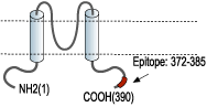 Anti-Kir6.2 Antibody