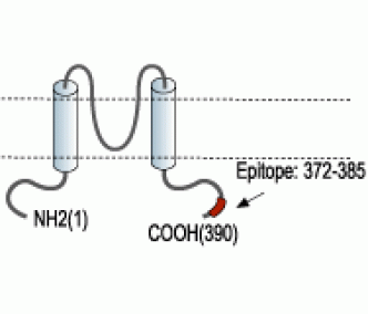 Kir6.2 Blocking Peptide