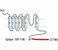 KCNMA1/KCa1.1 (1097-1196) Blocking Peptide