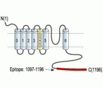 KCNMA1/KCa1.1 (1097-1196) Blocking Peptide