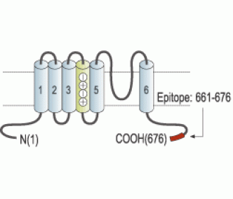 KCNQ1 Blocking Peptide