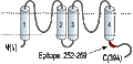 Anti-KCNK3 (TASK-1) Antibody