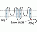 KCNK3/TASK-1 Blocking Peptide