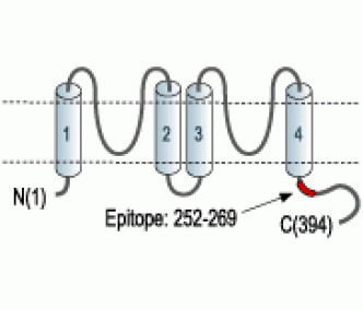 KCNK3/TASK-1 Blocking Peptide