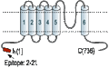 Anti-KCNN3 (KCa2.3, SK3) (N-term)-ATTO Fluor-594 Antibody