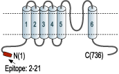 Anti-KCNN3 (KCa2.3, SK3) (N-term) Antibody