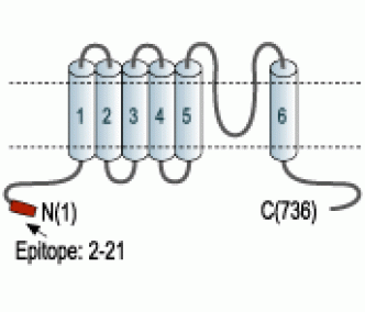 KCNN3/KCa2.3 (N-term) Blocking Peptide