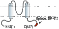 Anti-Kir2.1/KCNJ2 Antibody
