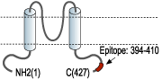 Anti-Kir2.1/KCNJ2 Antibody