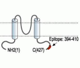 Kir2.1/KCNJ2 Blocking Peptide