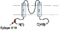 Anti-KCNJ5 (Kir3.4) Antibody