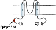 Anti-KCNJ5 (Kir3.4) Antibody