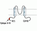 KCNJ5/Kir3.4 Blocking Peptide