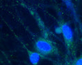 Anti-HCN2 Antibody