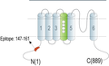 Anti-HCN2-ATTO Fluor-594 Antibody