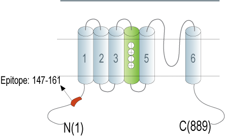 Anti-HCN2-ATTO Fluor-594 Antibody