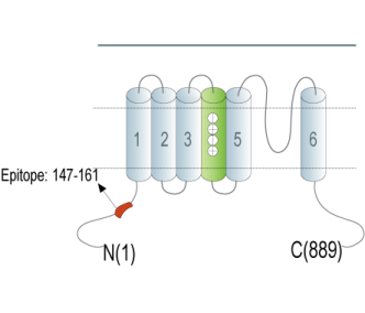 HCN2 Blocking Peptide