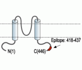 Kir2.3/KCNJ4 Blocking Peptide
