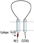 Anti-sloβ2 (KCNMB2) Antibody
