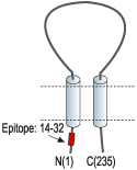 Anti-sloβ2 (KCNMB2) Antibody