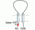 sloβ2/KCNMB2 Blocking Peptide
