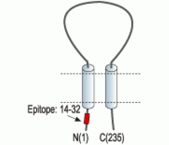 sloβ2/KCNMB2 Blocking Peptide
