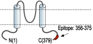 Anti-Kir4.1 (KCNJ10) Antibody