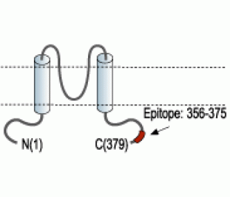Kir4.1/KCNJ10 Blocking Peptide