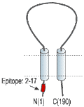 Anti-sloβ1 (KCNMB1) Antibody