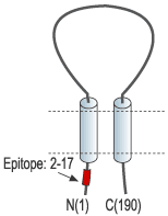 Anti-sloβ1 (KCNMB1) Antibody