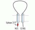 sloβ1/KCNMB1 Blocking Peptide