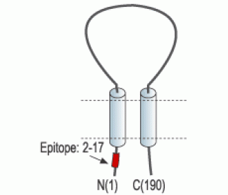 sloβ1/KCNMB1 Blocking Peptide