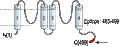 Anti-KCNK5 (TASK-2) Antibody