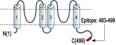 Anti-KCNK5 (TASK-2) Antibody