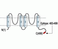 KCNK5/TASK-2 Blocking Peptide