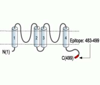 KCNK5/TASK-2 Blocking Peptide