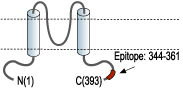Anti-GIRK3 (Kir3.3) Antibody