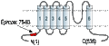 Anti-KCNN1 (KCa2.1, SK1) Antibody