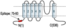 Anti-KCNN1 (KCa2.1, SK1) Antibody